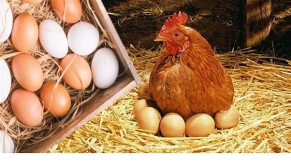 أسعار الفراخ اليوم البانيه يقترب من 300 جنيه والبيض يستقر عند أسعار ثابتة
