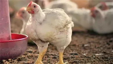 أسعار الفراخ اليوم السبت 11 أبريل 2026 في الأسواق المصرية تواصل التغيرات المثيرة التي تهم المستهلكين