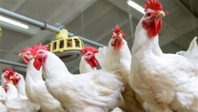 أسعار الفراخ تبدأ ثابتة في الأسواق المحلية خلال تعاملات اليوم السبت