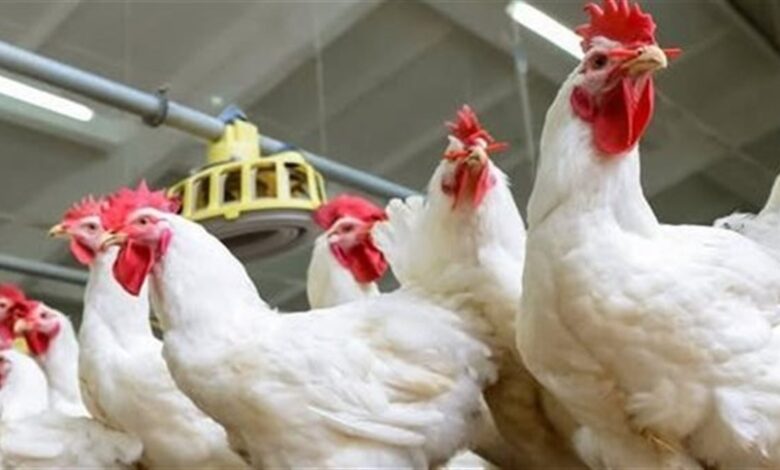 أسعار الفراخ تبدأ ثابتة في الأسواق المحلية خلال تعاملات اليوم السبت