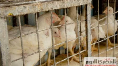 أسعار الفراخ تتراجع بشكل ملحوظ اليوم الأحد في بورصة الدواجن بداية من 12 إبريل 2026