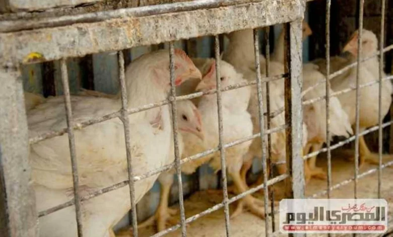 أسعار الفراخ تتراجع بشكل ملحوظ اليوم الأحد في بورصة الدواجن بداية من 12 إبريل 2026