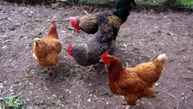 أسعار الفراخ ترتفع بقوة والبانيه يشعل الأسواق اليوم