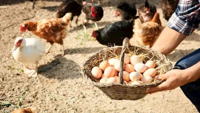 أسعار الفراخ ترتفع والبيض يشهد انخفاضا ملحوظا في الأسواق اليوم
