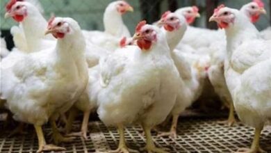 أسعار الفراخ في الأسواق المصرية اليوم الثلاثاء بحسب بورصة الدواجن