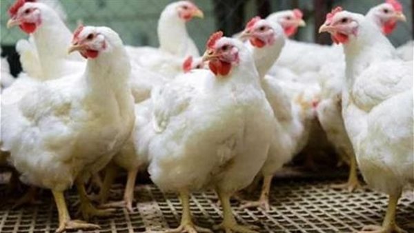 أسعار الفراخ في الأسواق المصرية اليوم الثلاثاء بحسب بورصة الدواجن
