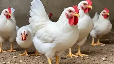 أسعار الفراخ في المنيا السبت 11 أبريل تشهد تقلبات ملحوظة وتفاوت كبير في الأسواق