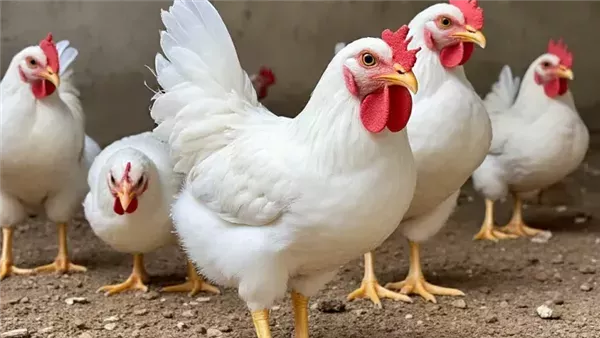 أسعار الفراخ في المنيا السبت 11 أبريل تشهد تقلبات ملحوظة وتفاوت كبير في الأسواق