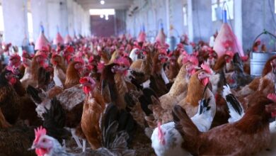 أسعار الفراخ في بورصة الدواجن اليوم السبت في تحديث مستمر من جريدة المال