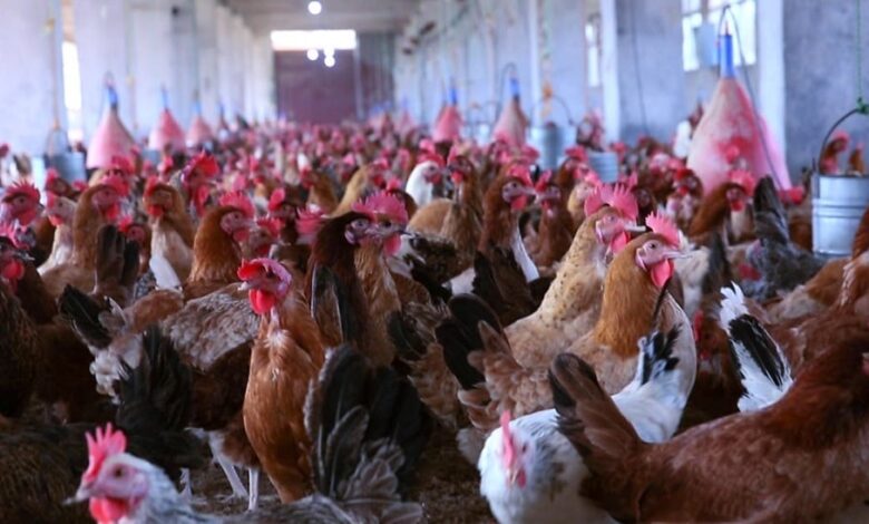 أسعار الفراخ في بورصة الدواجن اليوم السبت في تحديث مستمر من جريدة المال