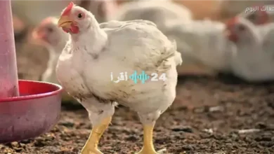 أسعار الفراخ والبيض اليوم في الأسواق والمزارع تحديث شامل مستمر