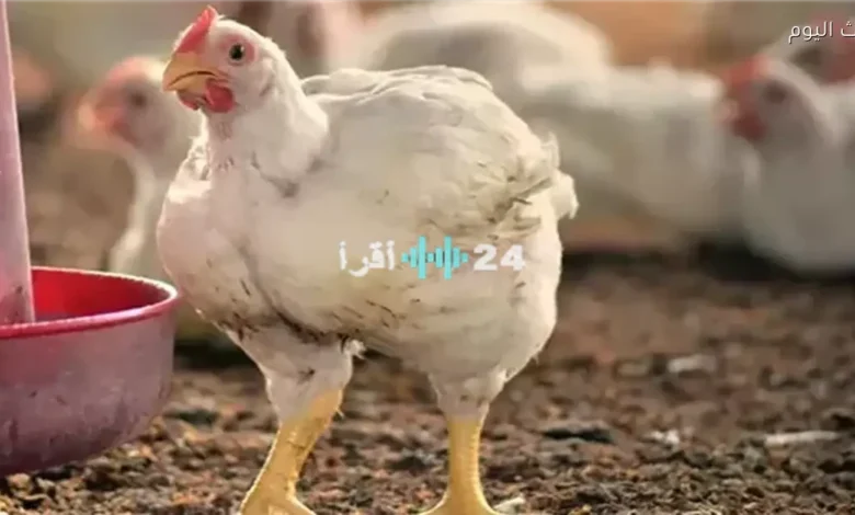 أسعار الفراخ والبيض اليوم في الأسواق والمزارع تحديث شامل مستمر