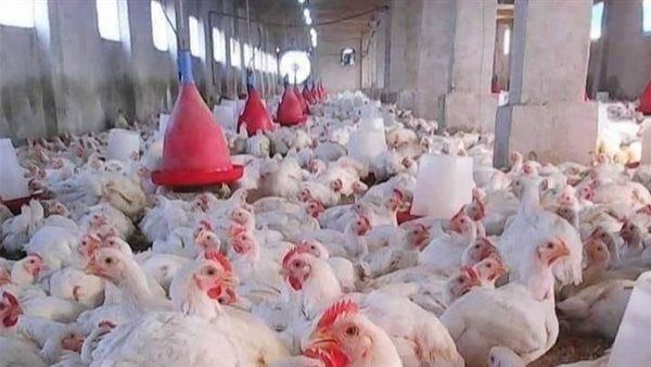 أسعار الفراخ والبيض تتغير اليوم السبت 11 أبريل 2026 وتؤثر على الأسواق المحلية