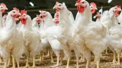 أسعار الفراخ والبيض في مصر اليوم السبت 11 أبريل 2026 وأهم التغييرات السوقية المتوقعة