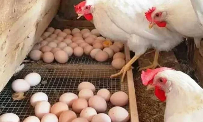 أسعار الفراخ وكرتونة البيض في أسواق الشرقية الجمعة 24 أبريل 2026