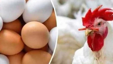 أسعار الفراخ وكرتونة البيض في أسواق الشرقية السبت الحادي عشر من أبريل 2026