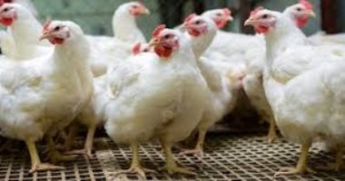 أسعار اللحوم والدواجن والبيض والأسماك في أسيوط تواصل التغيرات المثيرة في أبريل 2026