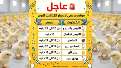 أسعار كتاكيت السبت 25 أبريل 2026 تقفز في شركات وتتحرك تدريجياً في المزارع