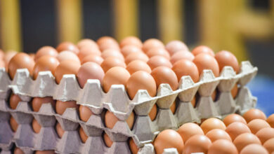 أسعار كرتونة البيض اليوم الجمعة تتغير في بورصة الدواجن والأسواق بموجة جديدة من الحركة