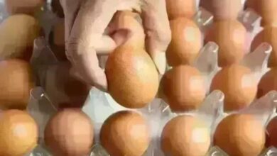 أسعار كرتونة البيض في بورصة الدواجن للمستهلك اليوم الخميس 23 أبريل 2026