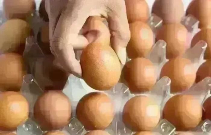 أسعار كرتونة البيض في بورصة الدواجن للمستهلك اليوم الخميس 23 أبريل 2026