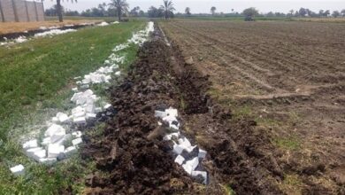 إزالة ثمانية حالات تعد على الأراضي الزراعية في بني سويف يواجهها السلطات