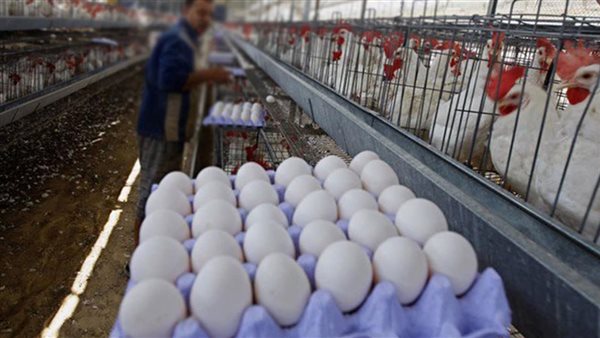 اتحاد منتجي الدواجن يكشف أسباب تراجع سعر كرتونة البيض والفراخ رغم الإقبال الكبير عليها