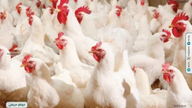 ارتفاع أسعار الدواجن مع استقرار نسبي في الأسواق اليوم يشغل اهتمام المستهلكين