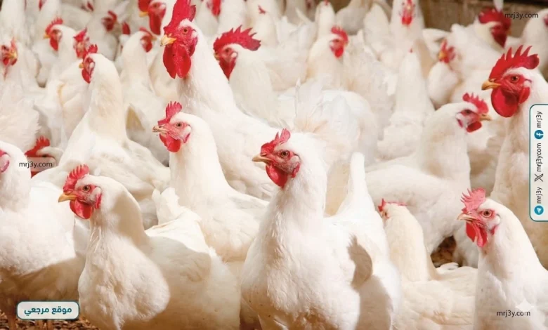 ارتفاع أسعار الدواجن مع استقرار نسبي في الأسواق اليوم يشغل اهتمام المستهلكين