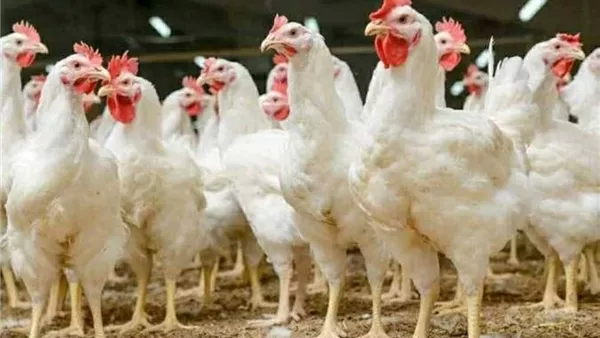 ارتفاع أسعار الفراخ البيضاء وتأثيرها على الأسواق والأسرة المصرية في الوقت الحالي