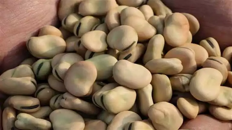 ارتفاع أسعار الفول والزيت والدواجن اليوم في الأسواق يثير قلق المواطنين ويتصدر المشهد