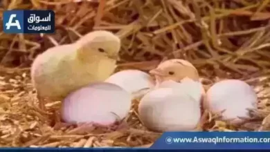 ارتفاع أسعار الكتكوت الأبيض في المزرعة وأحدث تحديثات أسعار الكتاكيت الأحد