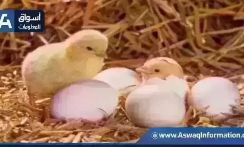 ارتفاع أسعار الكتكوت الأبيض في المزرعة وأحدث تحديثات أسعار الكتاكيت الأحد