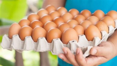 ارتفاع جديد في أسعار كرتونة البيض اليوم الجمعة في بورصة الدواجن