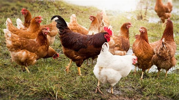 ارتفاع سعر الفراخ البيضاء ثلاثة جنيهات وانخفاض الفراخ البلدي اليوم السبت