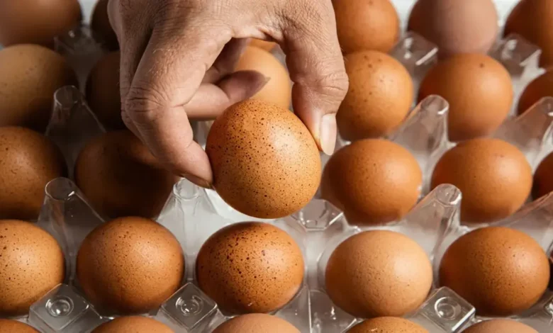 ارتفاع قياسي في أسعار البيض والدواجن كرتونة البيض تصل إلى 104 جنيه والأرقام تثير القلق