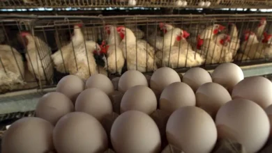 ارتفاع مستمر في أسعار الفراخ والبيض بأسواق اليوم 24 أبريل 2026