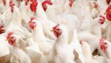 استقرار أسعار الدواجن اليوم الفراخ البيضاء تسجل 93 5 جنيه للكيلو