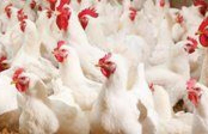 استقرار أسعار الدواجن اليوم الفراخ البيضاء تسجل 93 5 جنيه للكيلو