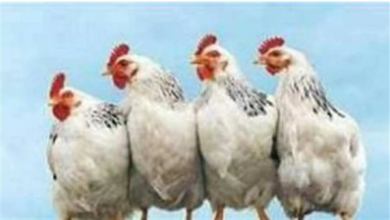 استقرار أسعار الدواجن في الشرقية والبيضاء تسجل 80 جنيها في المزارع اليوم