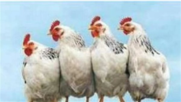 استقرار أسعار الدواجن في الشرقية والبيضاء تسجل 80 جنيها في المزارع اليوم