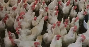 استقرار أسعار الدواجن في بورصة الأقصر اليوم الجمعة 24 أبريل 2026