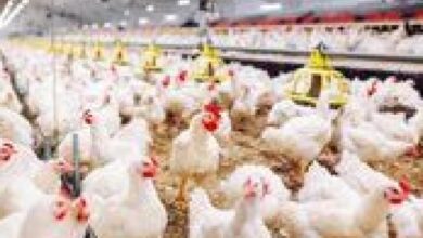 استقرار أسعار الدواجن في مصر اليوم وتحذيرات شديدة من تراجعها الكبير في الأسواق