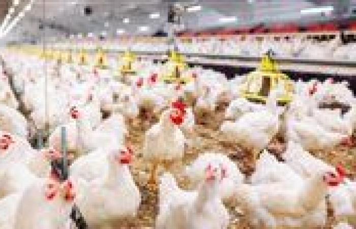 استقرار أسعار الدواجن في مصر اليوم وتحذيرات شديدة من تراجعها الكبير في الأسواق