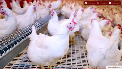 استقرار أسعار الدواجن مع تراجع البانيه والسوق يشهد توازناً مستمراً