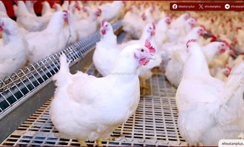 استقرار أسعار الدواجن مع تراجع البانيه والسوق يشهد توازناً مستمراً