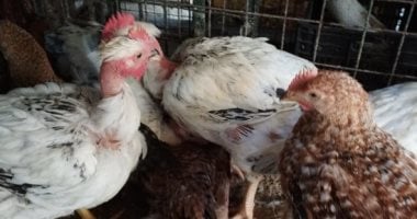استقرار أسعار الدواجن والطيور في الإسماعيلية يشهد استقرارا اليوم
