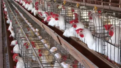 استقرار أسعار الفراخ البيضاء في بورصة الدواجن والأسواق اليوم الأربعاء