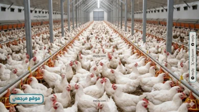 استقرار أسعار الفراخ اليوم الجمعة وأعين الأسواق على تطورات الأعلاف