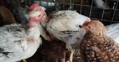 استقرار ملحوظ في أسعار الدواجن والطيور داخل أسواق الإسماعيلية